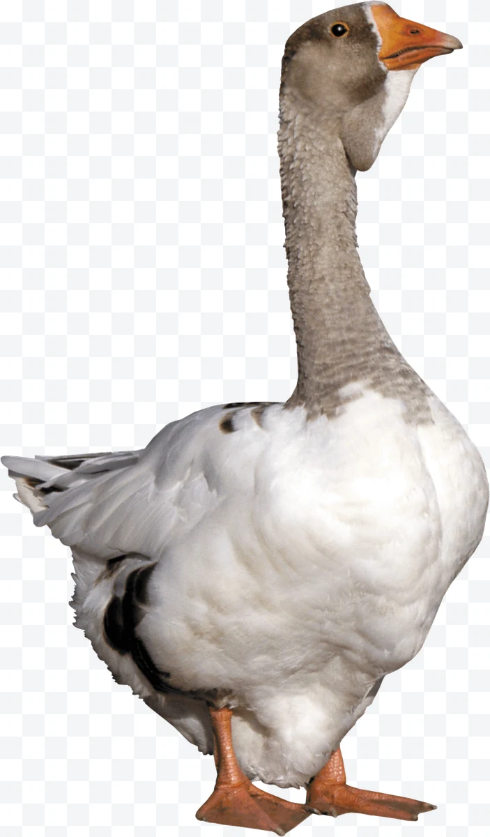 Goose standing with white and gray plumage and orange beak