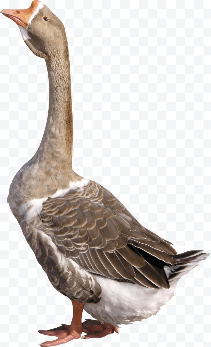 Goose standing with brown and white feathers on a white background