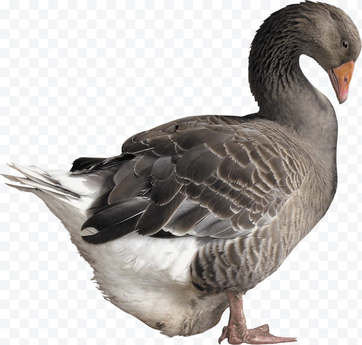 Gray and white goose standing with neck curved looking down