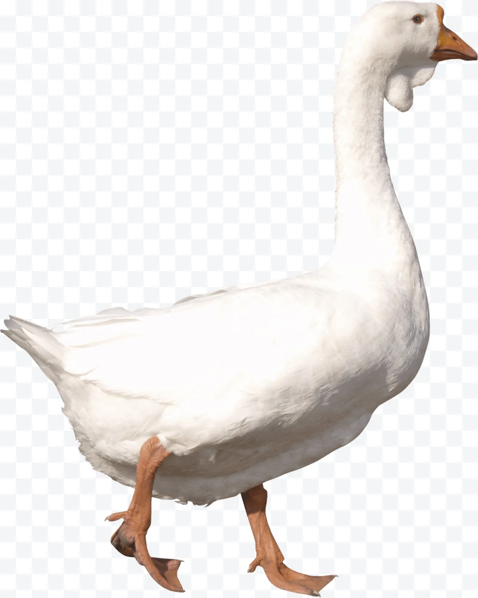 Goose