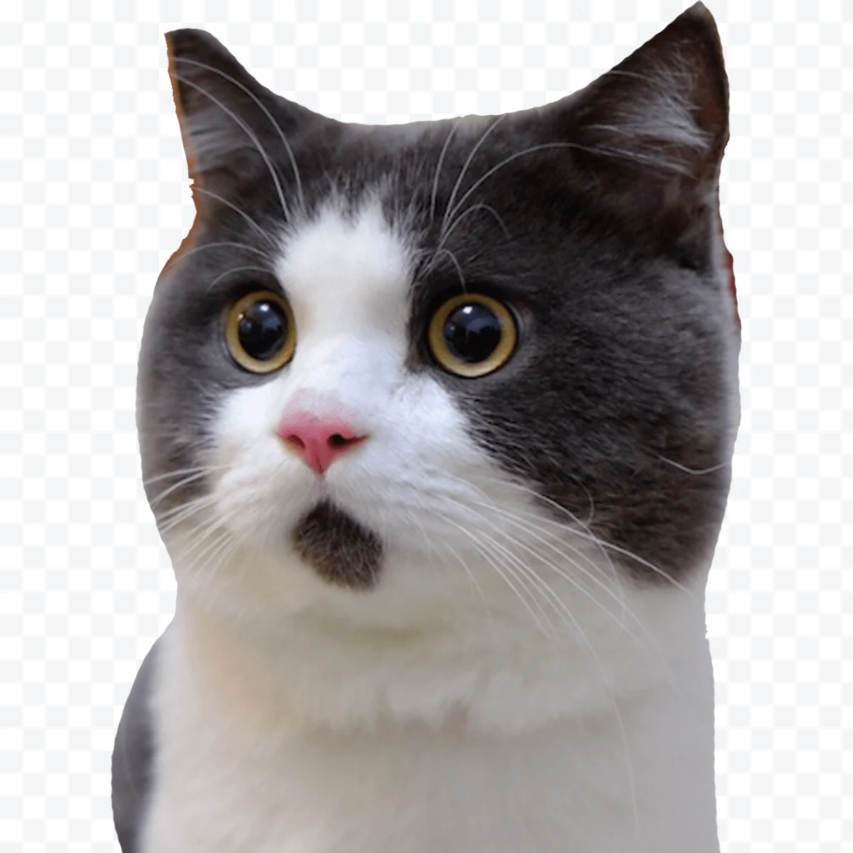 Gray and white bicolor cat
