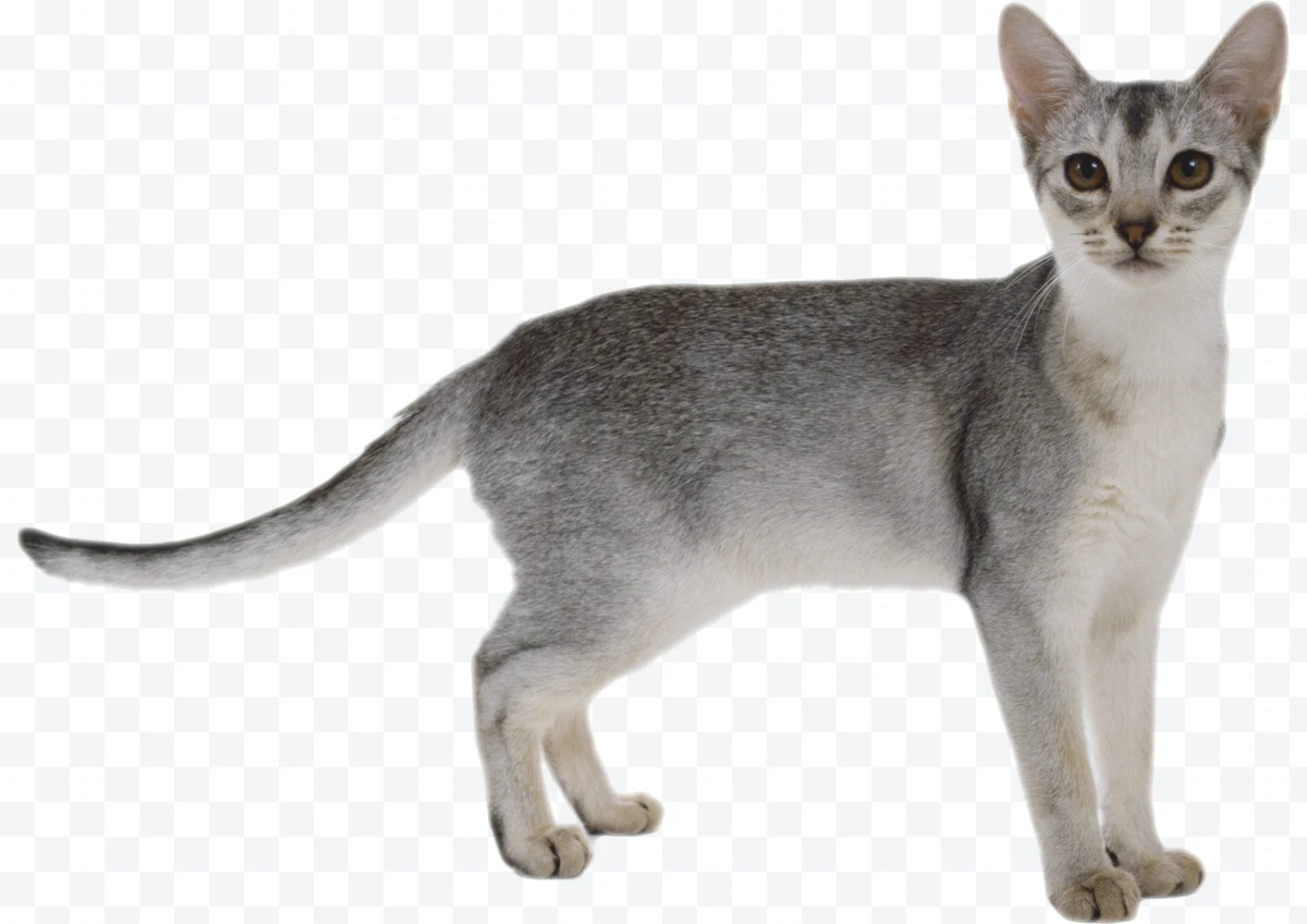 Gray and white cat standing seen in profile