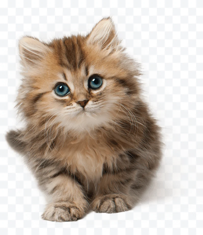 Small long-haired cat with blue eyes sitting.