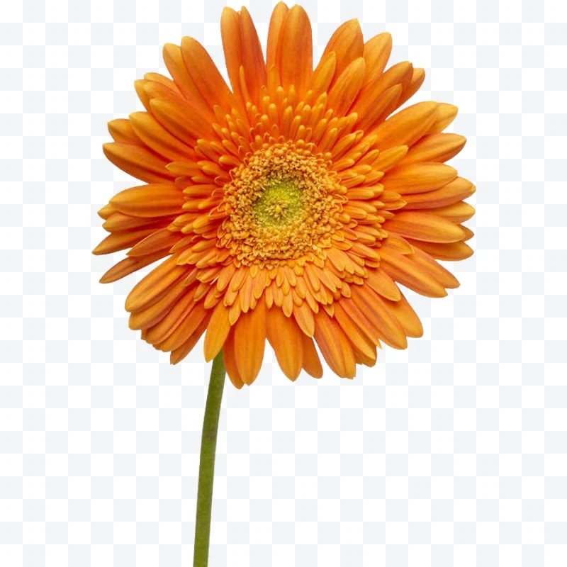 Orange gerbera flower with green stem