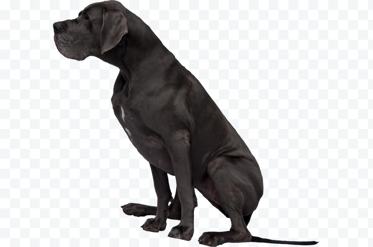 Black Great Dane sitting in left profile on white background
