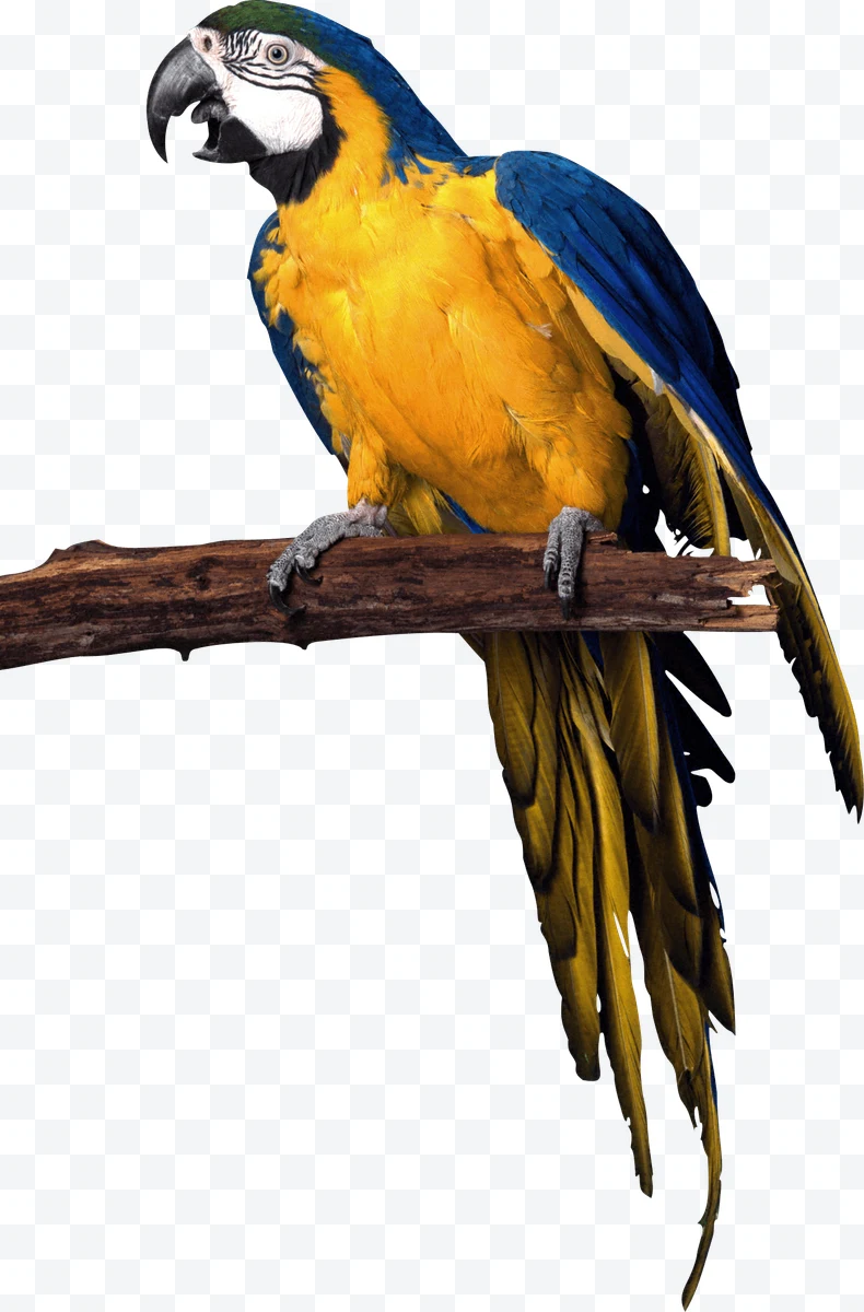 Blue and yellow macaw