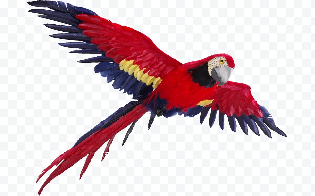 Red Macaw