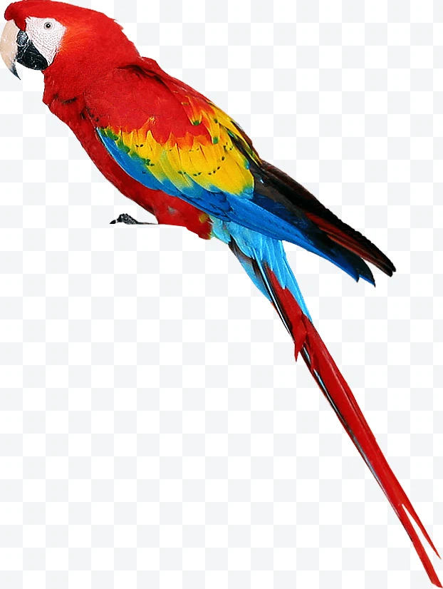 Red macaw with red, yellow, and blue feathers and long tail