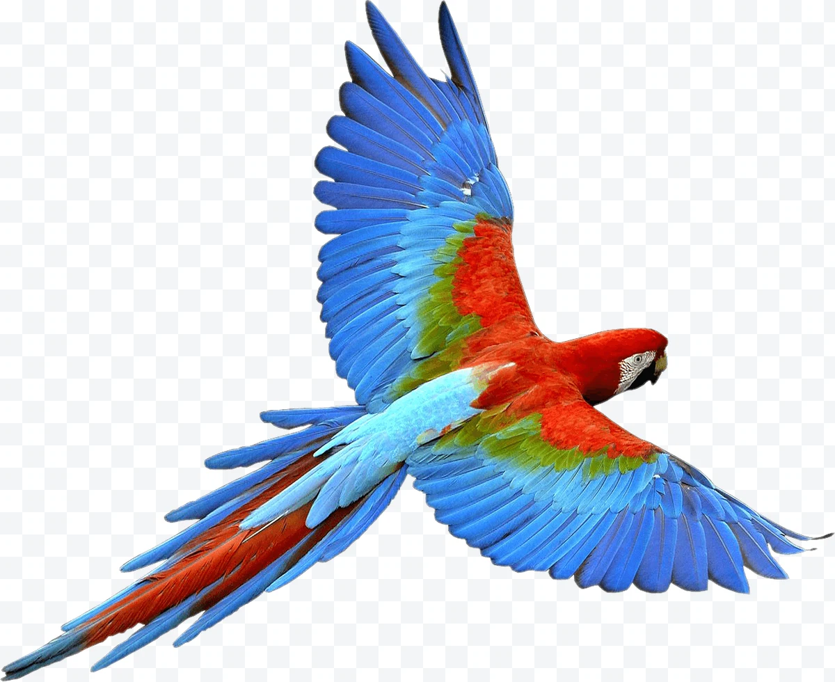 Red and Blue Macaw