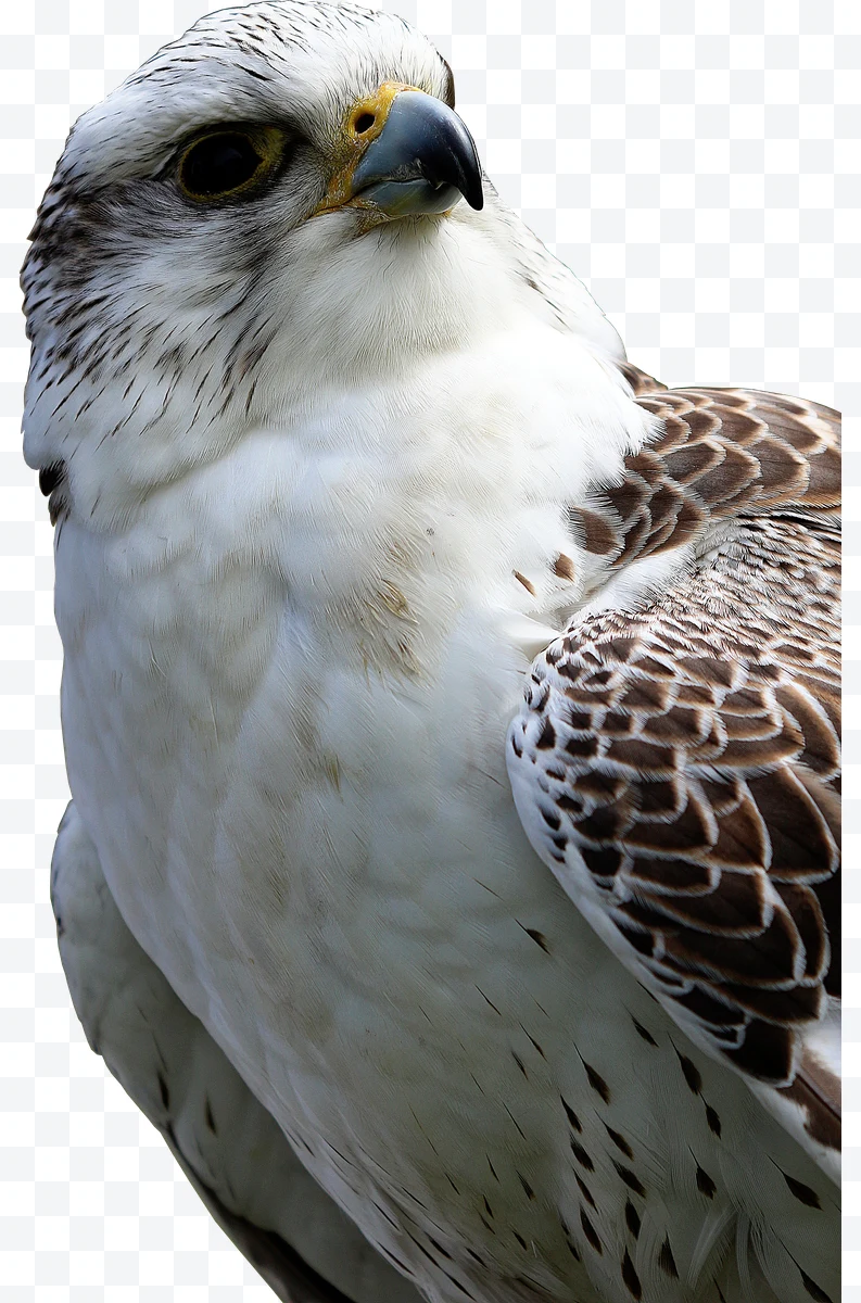 Falcon