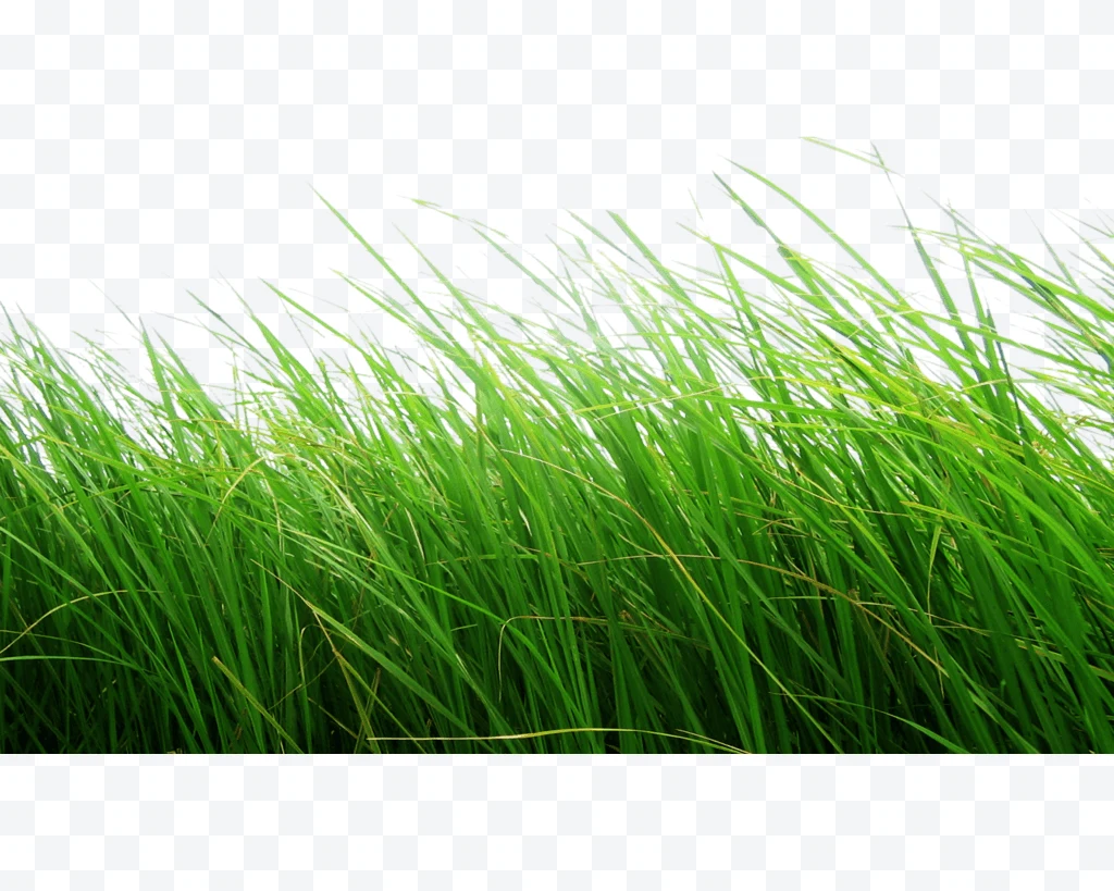 Fresh green grass with long, thin leaves