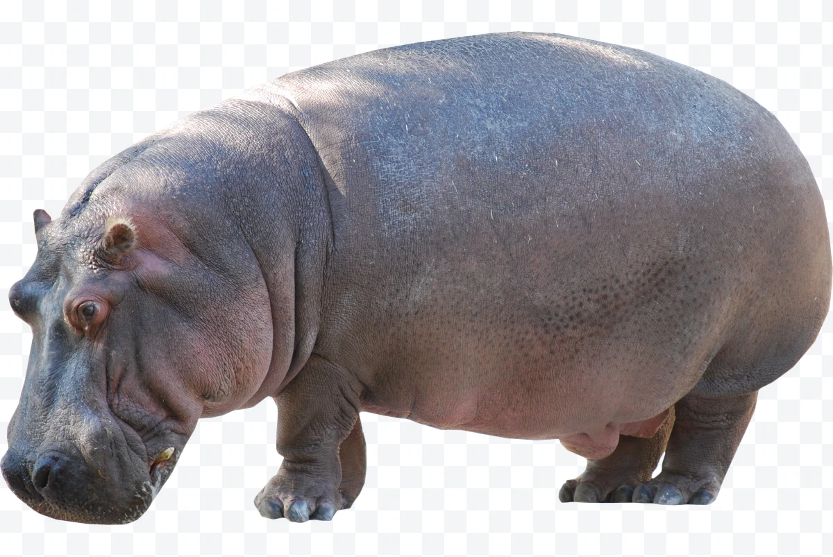 Hippo