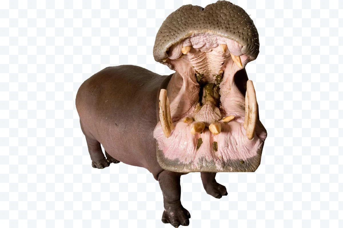 Hippopotamus with open mouth showing its large teeth