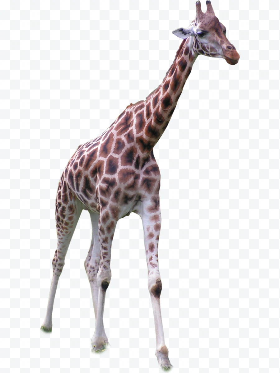 Giraffe standing with brown spots and white background