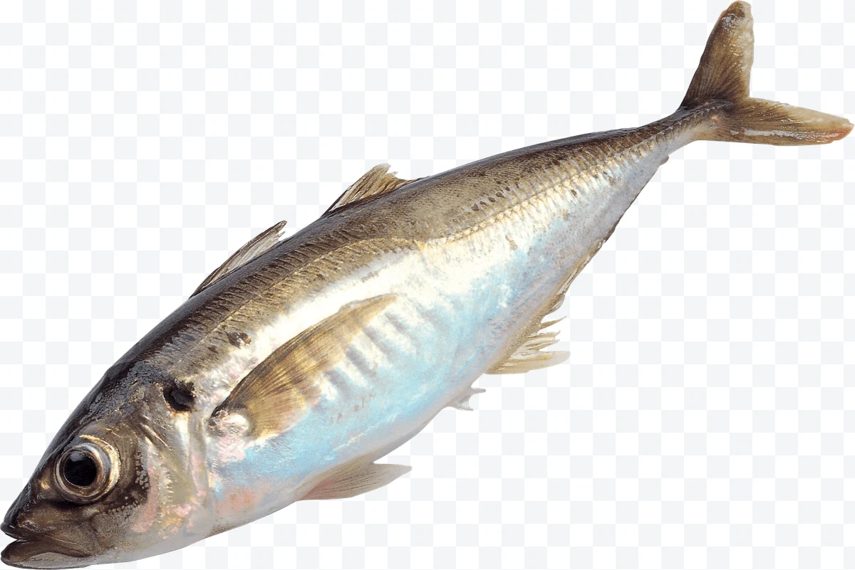 Horse Mackerel