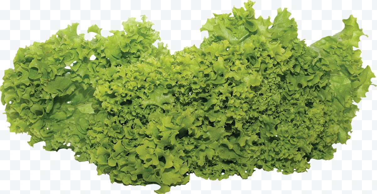 Fresh green lettuce with curly leaves on a white background.