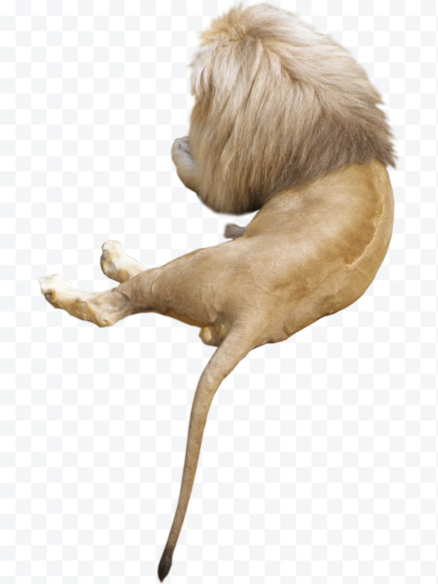 Lion lying down seen from behind showing its mane and tail