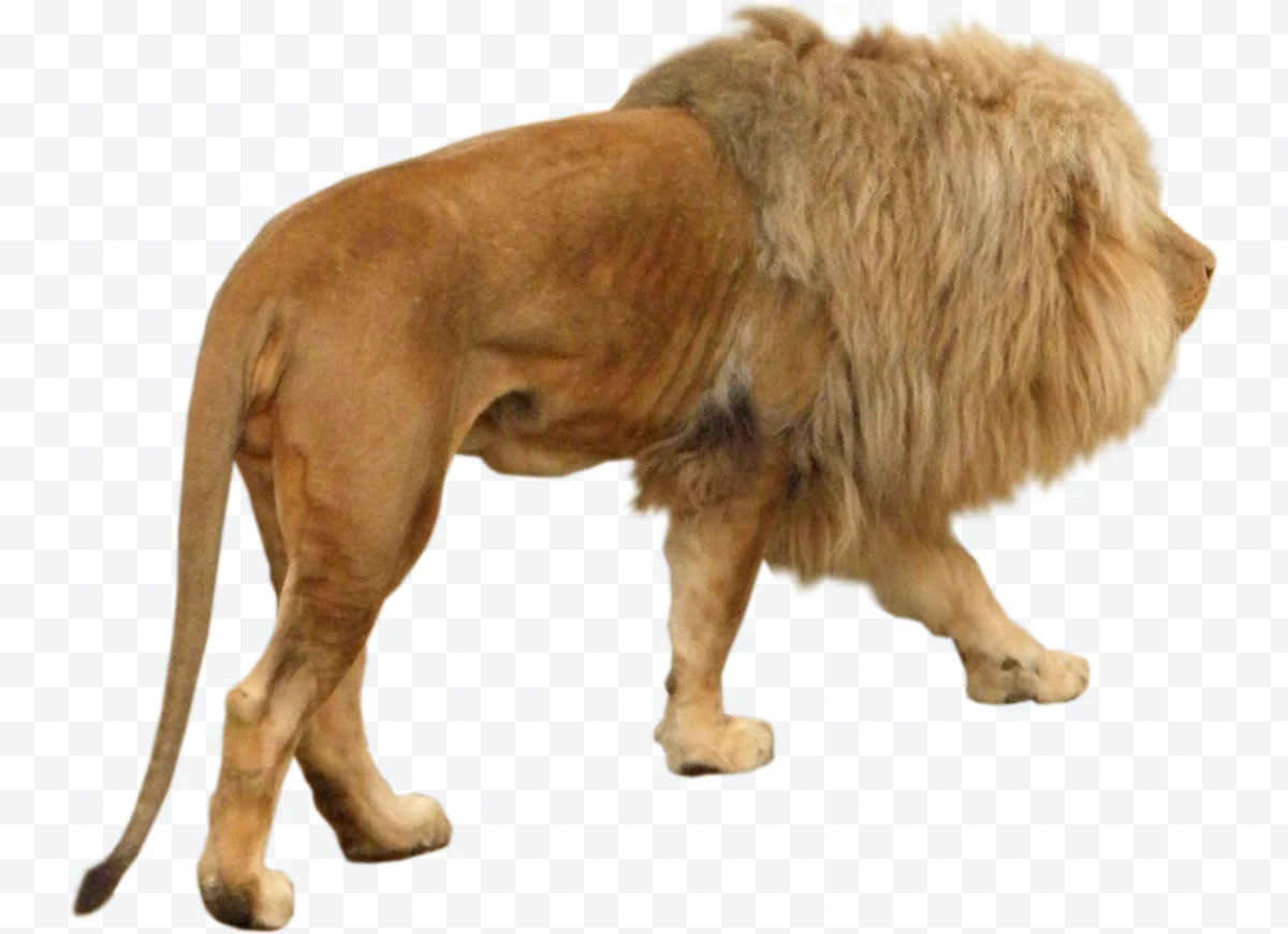 Lion in profile with mane walking on white background