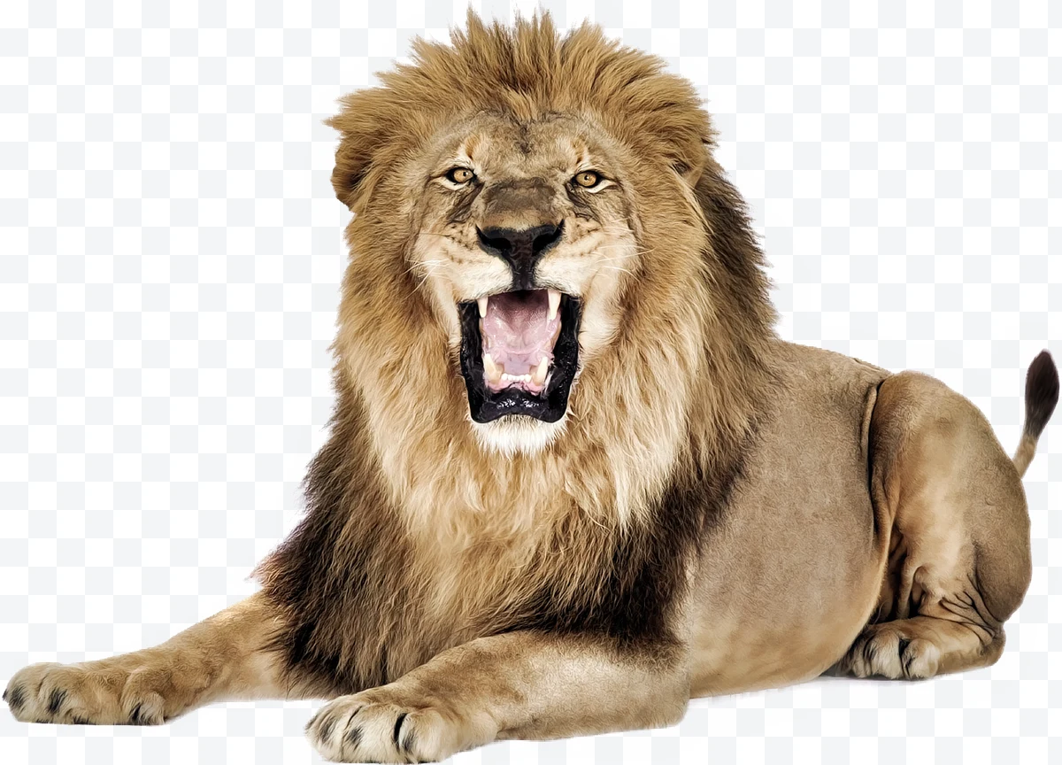 Male lion roaring lying down with thick mane