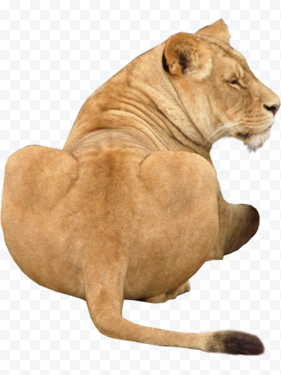 Side view of seated lioness with visible tail