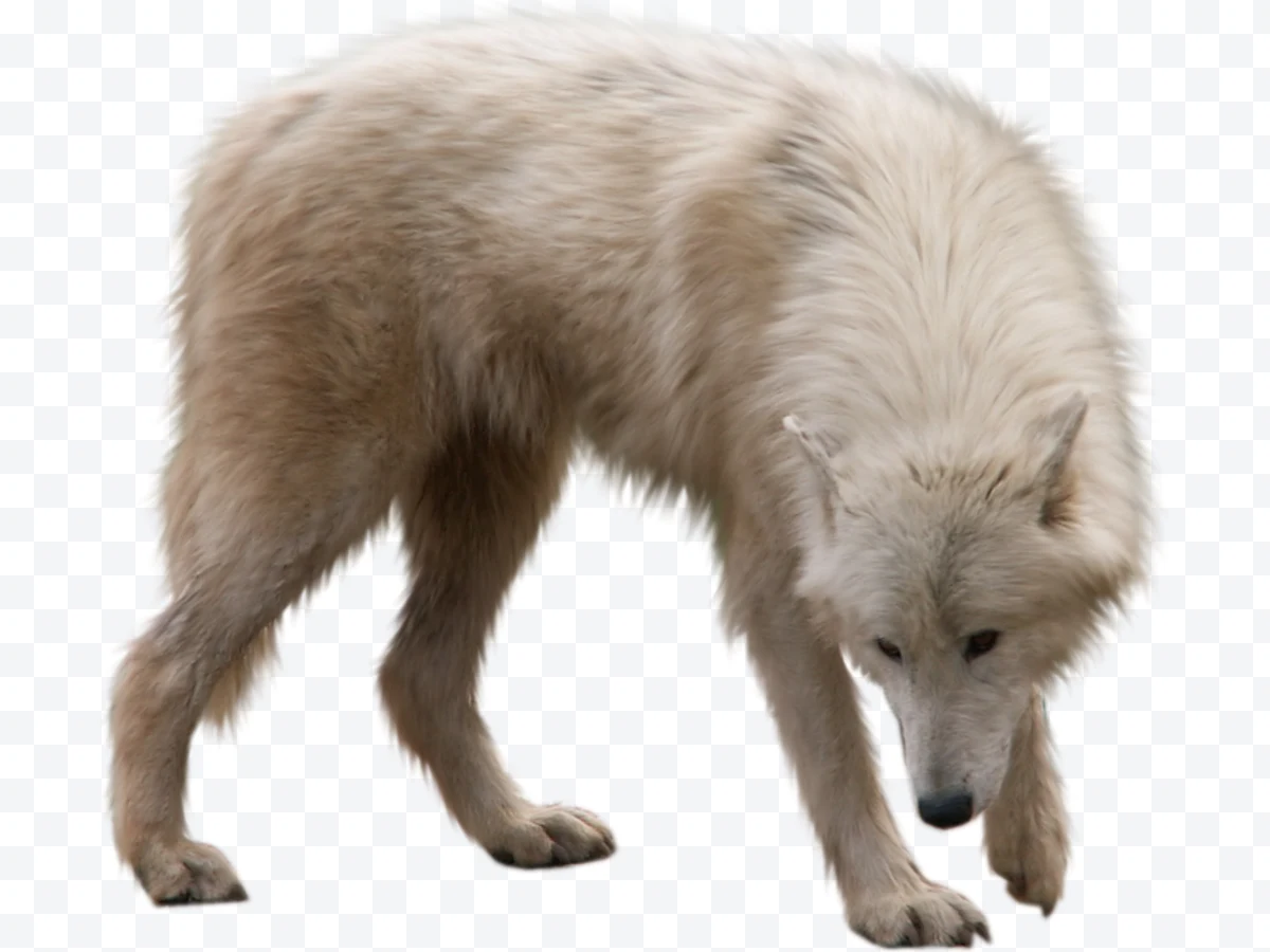 Arctic wolf