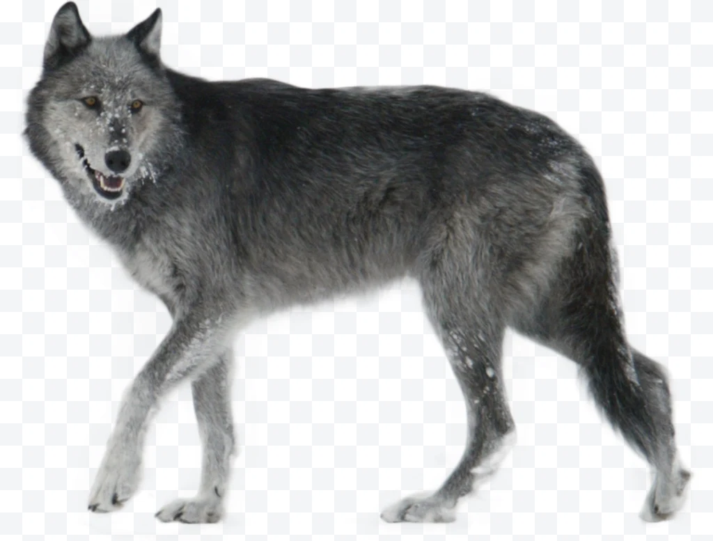 Gray wolf