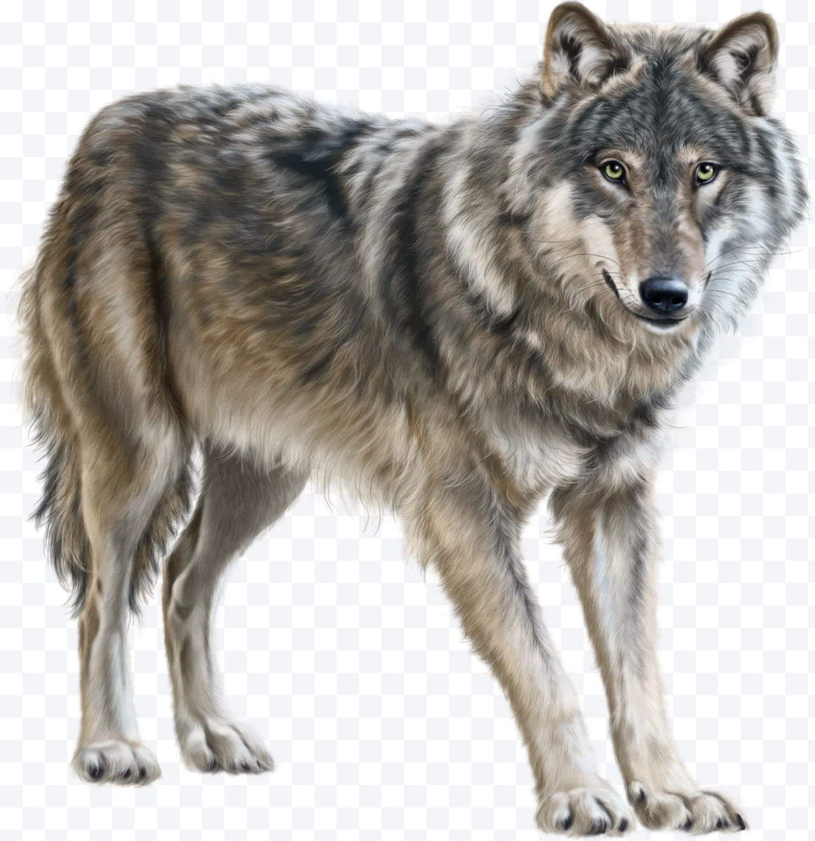 Gray wolf