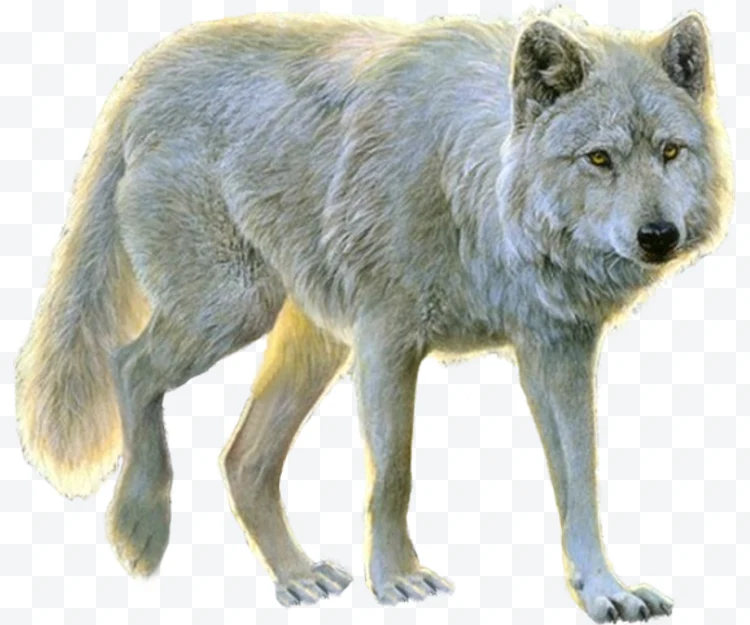 Gray wolf