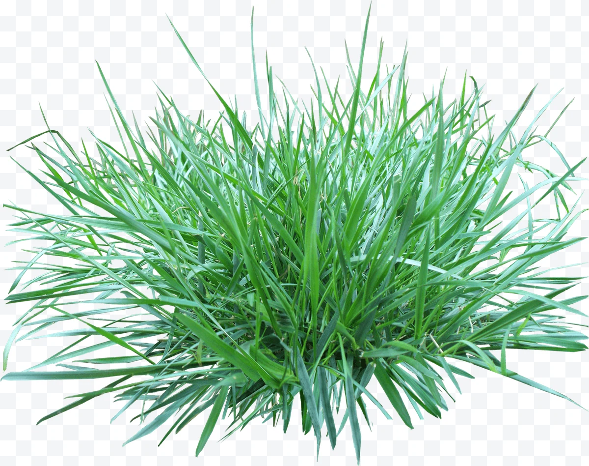 Bunch of green grass with long, thin leaves