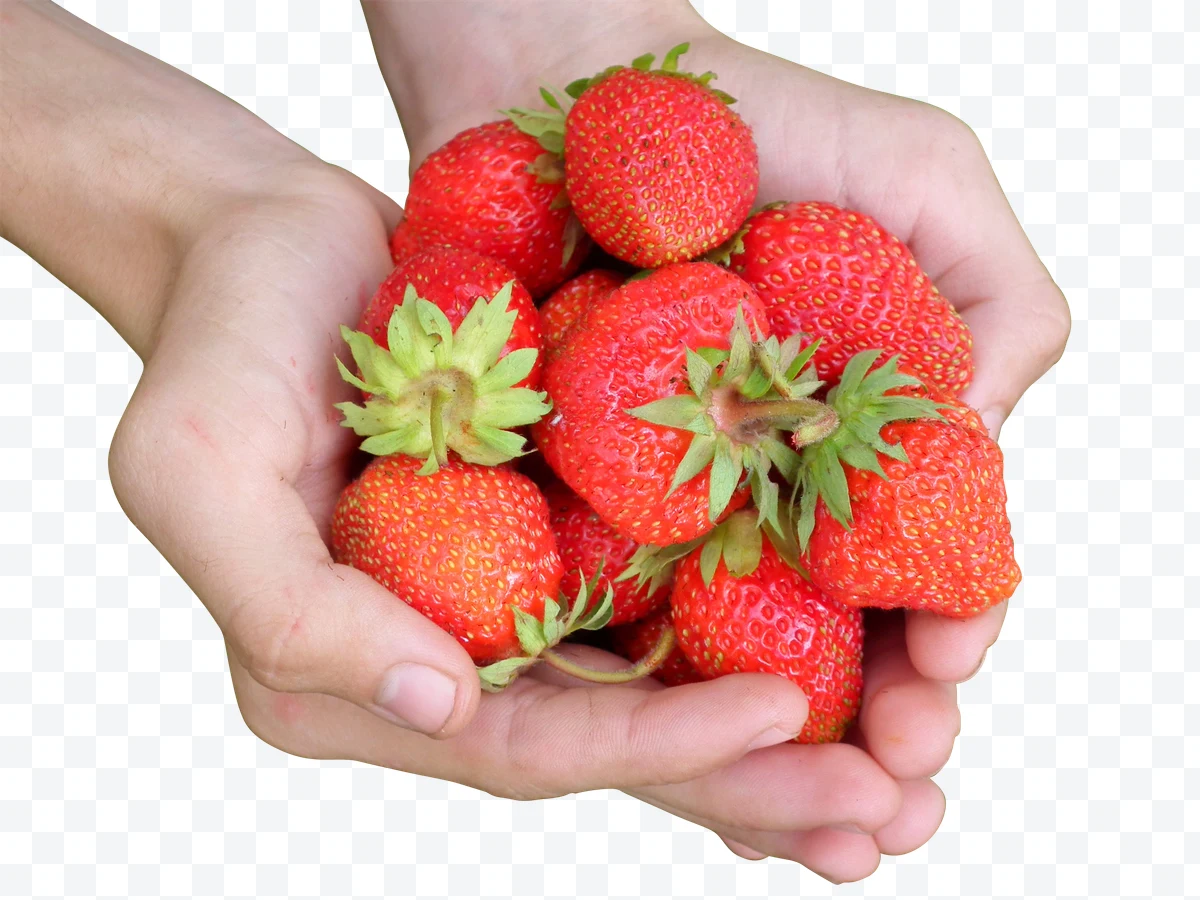 Hands with ripe red strawberries and green leaves