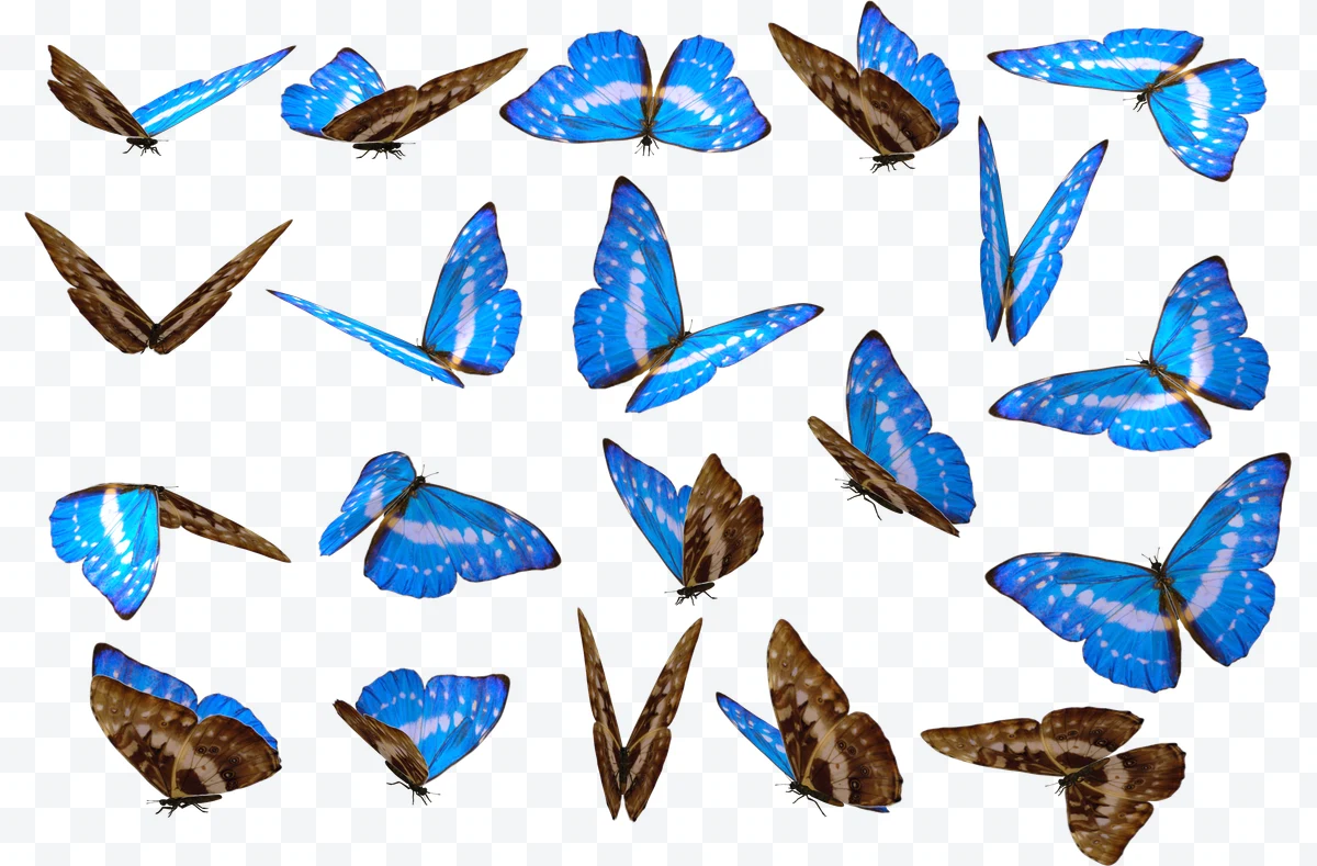 Blue morpho butterfly
