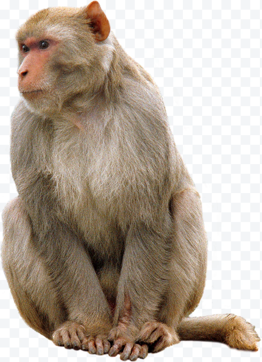 Rhesus monkey sitting with light brown fur on white background