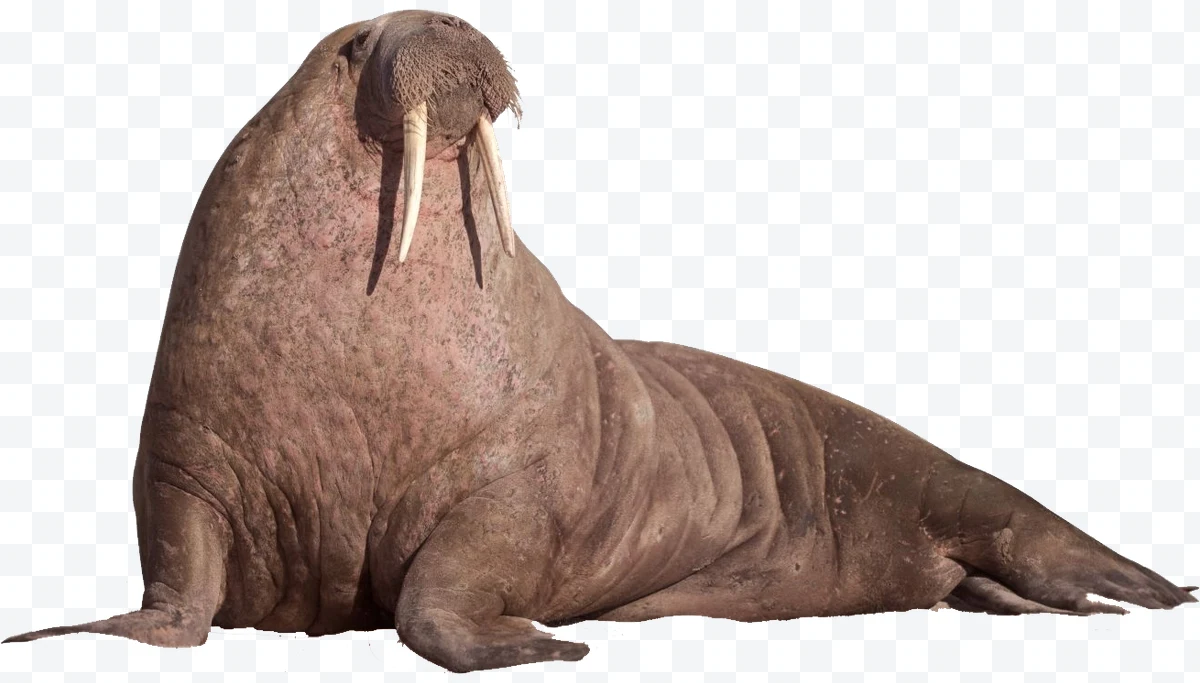 Walrus sitting with long tusks and wrinkled skin