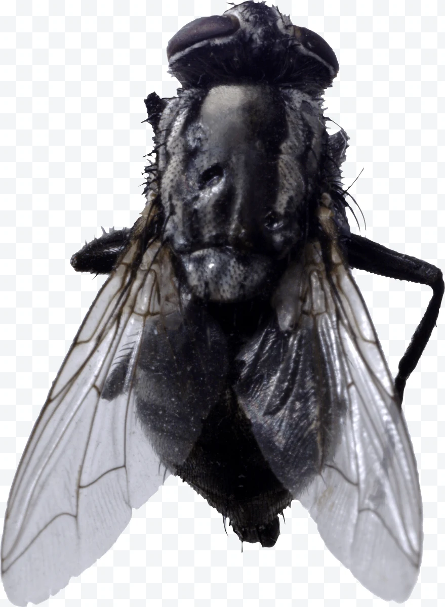 Fly top view with transparent wings and black body
