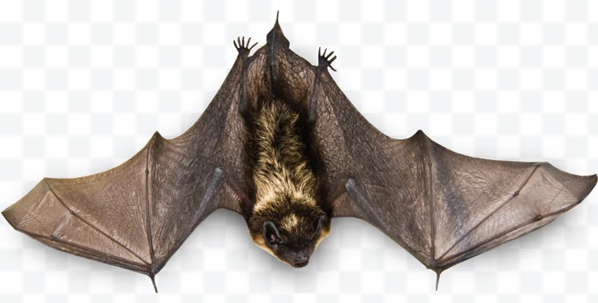 Bat
