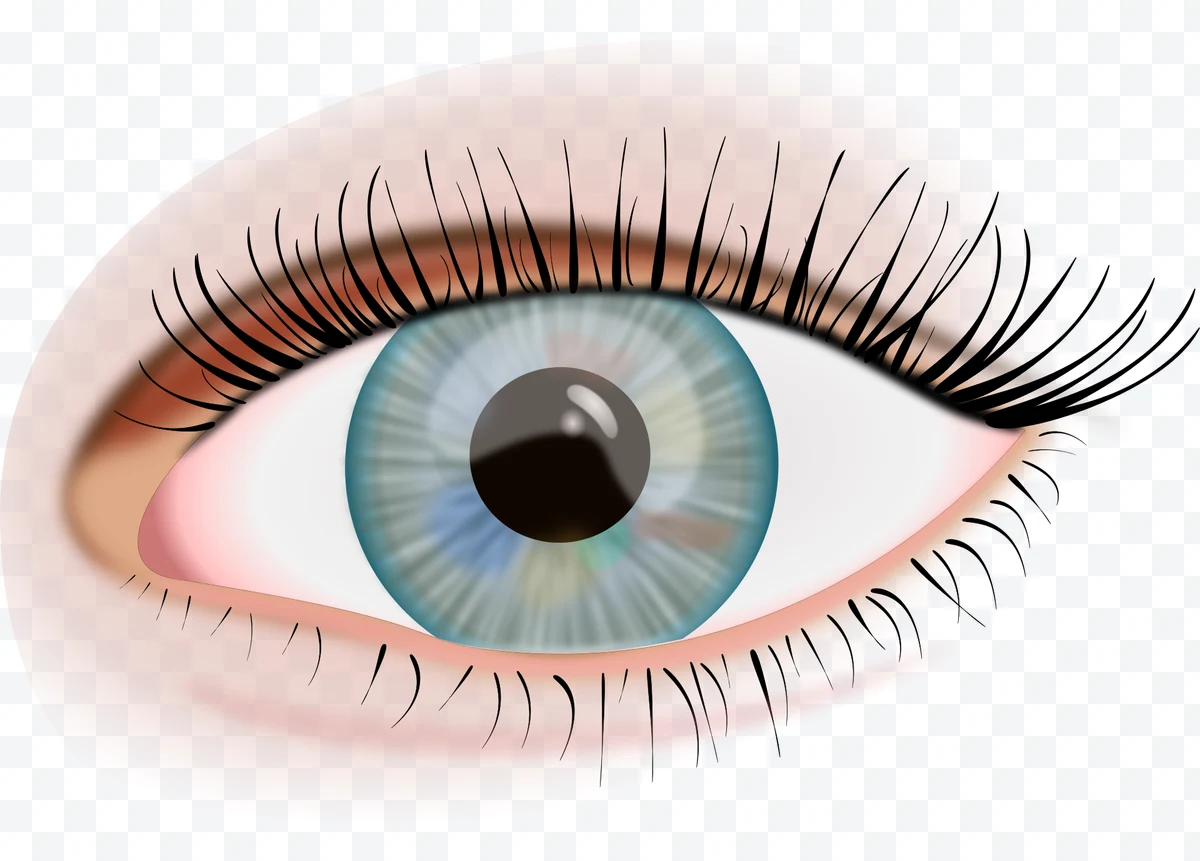 Illustrated human eye