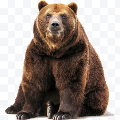 Brown bear