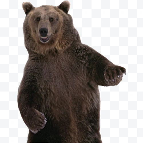 Brown bear