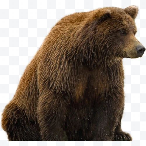 Brown bear sitting in profile with brown fur on a white background.