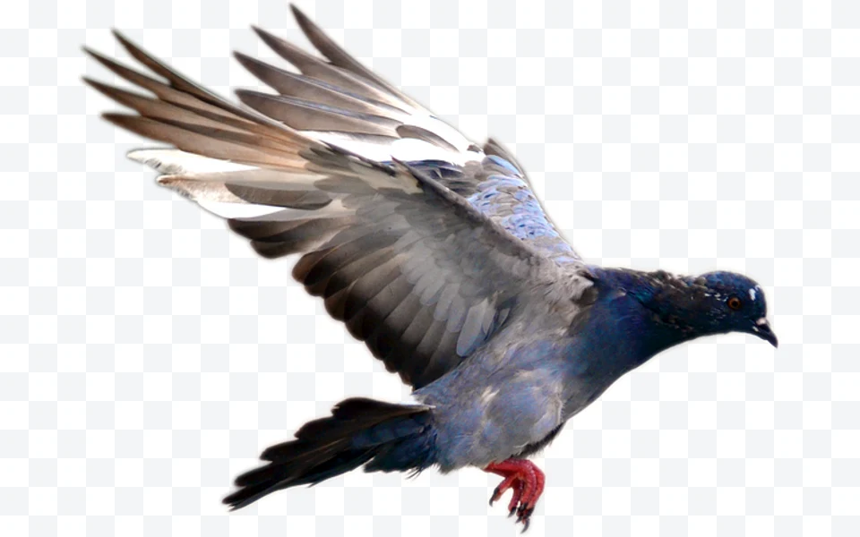 Dove