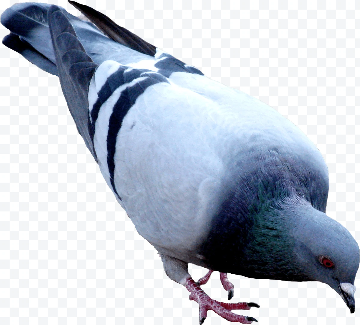Dove