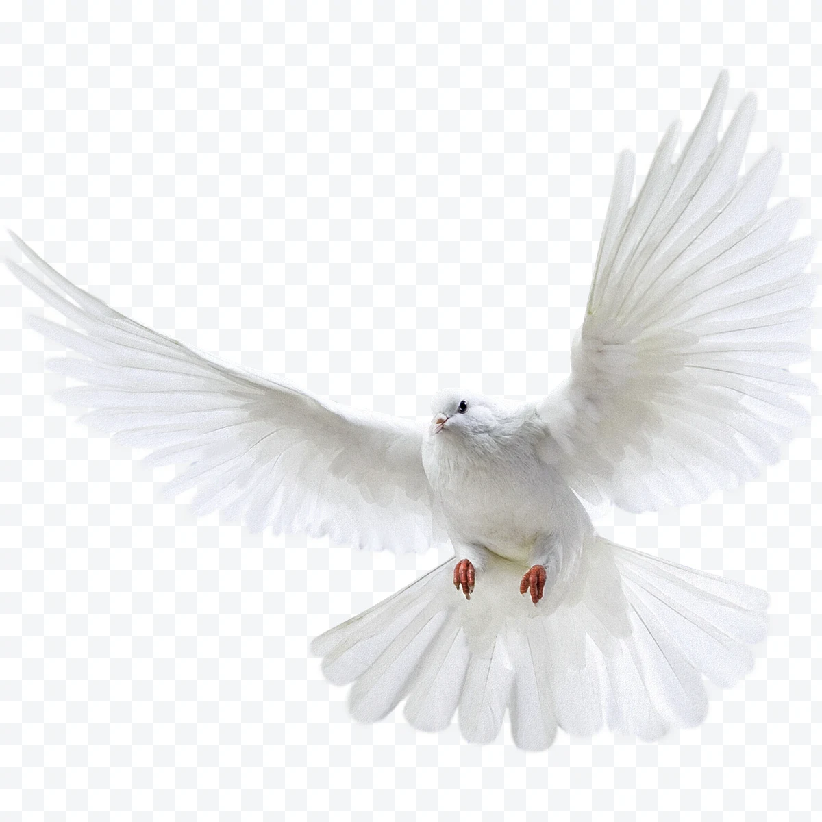 White dove