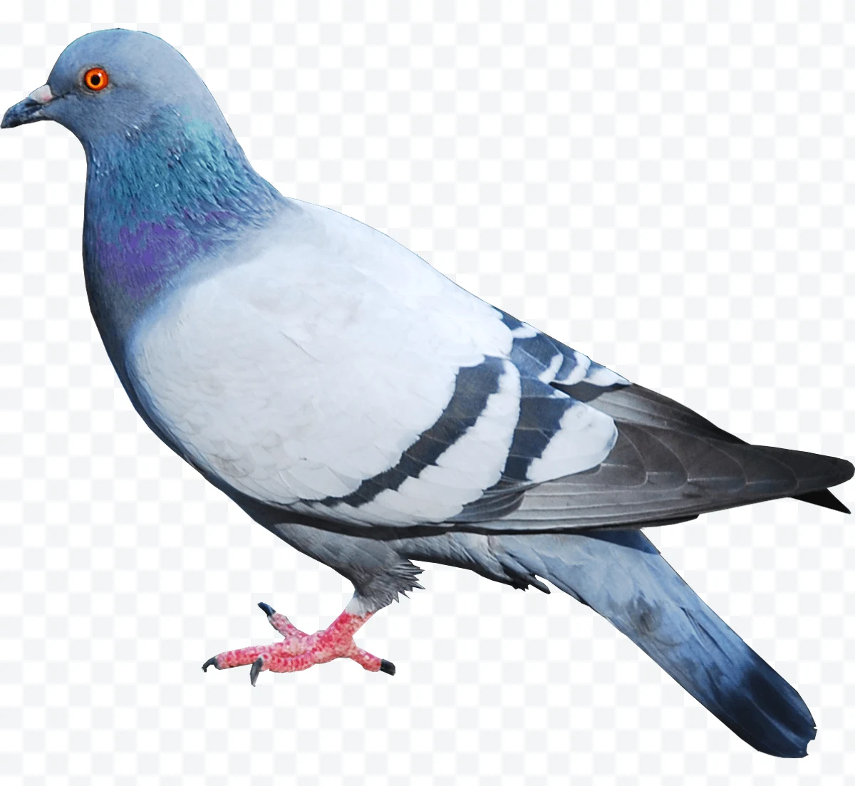 Gray Rock Pigeon with orange eyes and black beak on transparent background