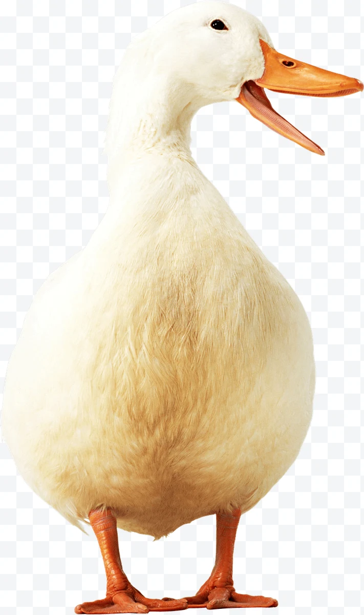 Duck