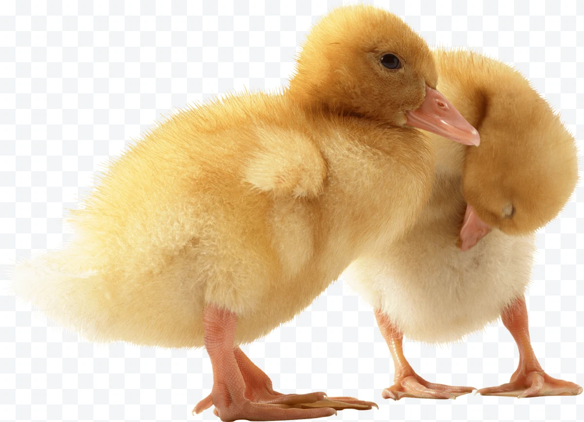 Baby Duck