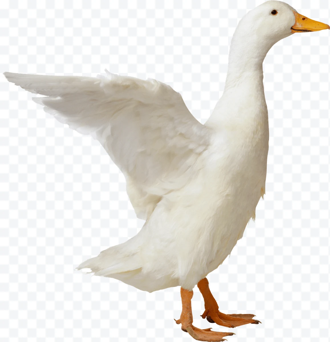 White duck with one wing extended and orange beak.