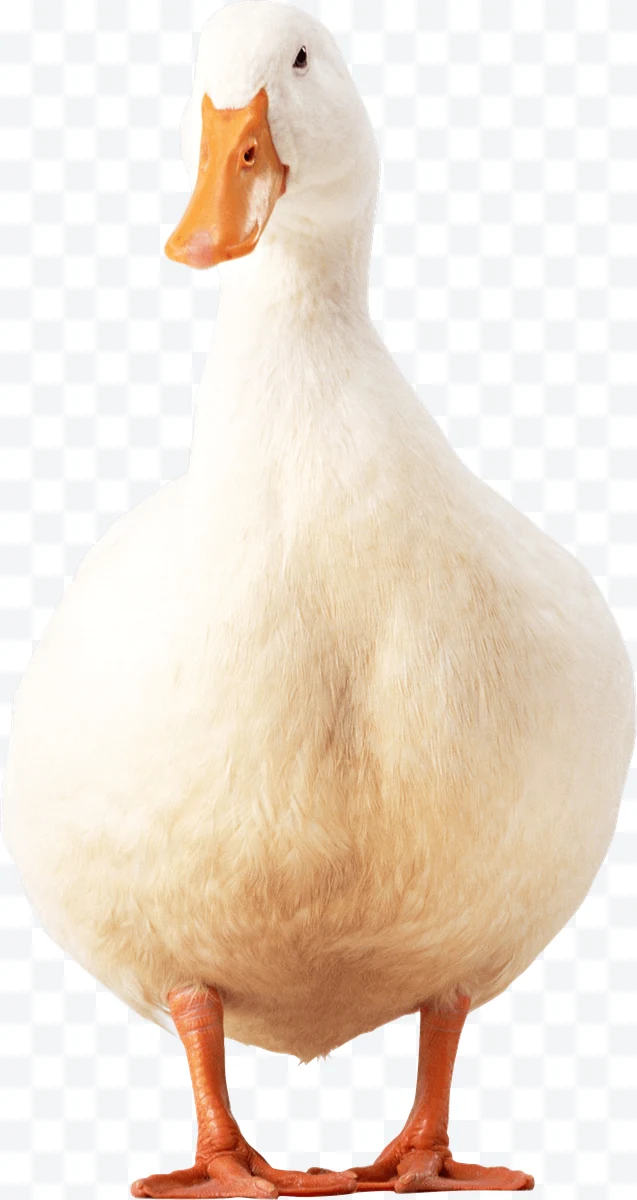 White duck standing with orange beak