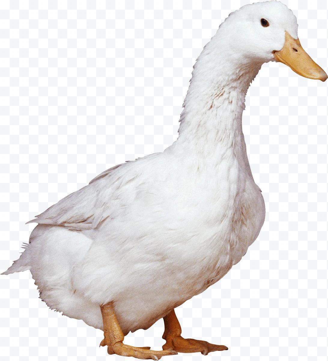 White duck standing on white background.