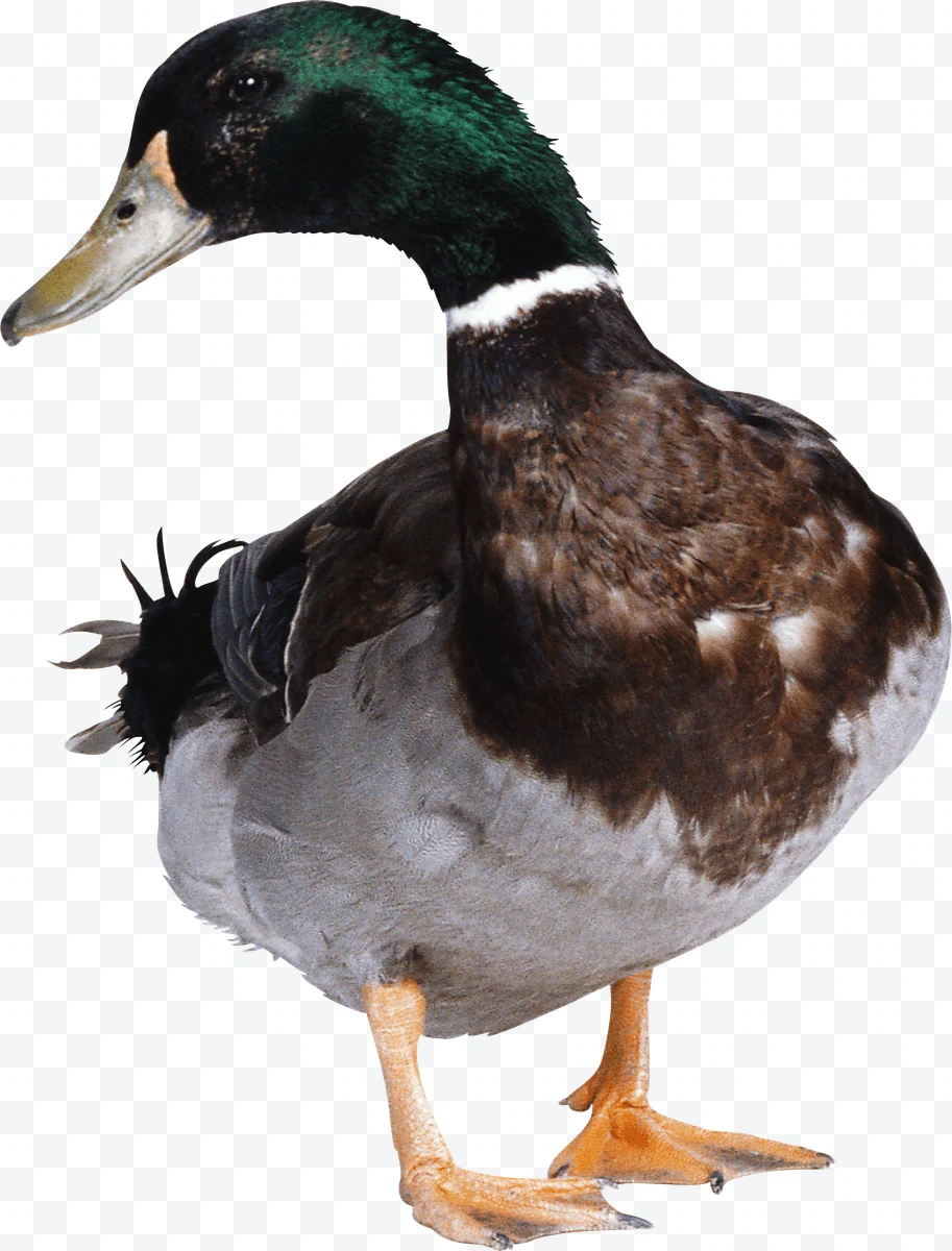 Duck with green head, brown and gray feathers, orange legs