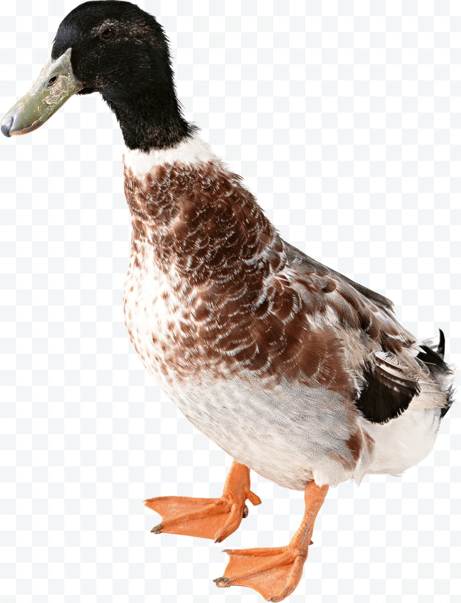 Duck with brown and white plumage, greenish beak, and orange legs on a white bac